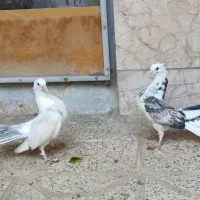 دم چتری انگلیسی|پرنده|مشهد, کارمندان دوم|دیوار