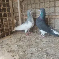 تعدادی کفتر کبوتر نرو ماده خوب شهری دمبی سینه