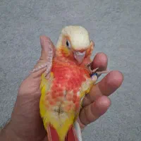 گرینچیک ویولت  ردچیک