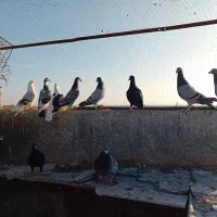 یازده جنگنده ،گناباد|پرنده|تربت‌حیدریه, پائین ولایت|دیوار