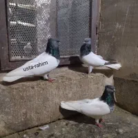 کفتر رنگی|پرنده|یامچی, |دیوار