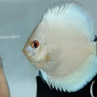 دیسکس ۱ تا ۳ اینچ