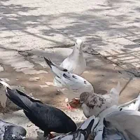 کفتر گمشده