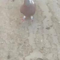 قره مینا سرخ قلدر