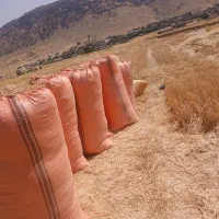 کاه گندم درجه یک