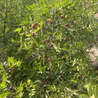 نهال مثمر و غیره مثمر با ضمانت نامه و شناسنامه