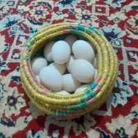 تخم نطفه دار اردک
