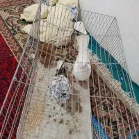 کبوتر ارزان مفت مفت