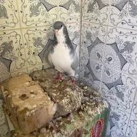 سه عدد کفتر نر|پرنده|کازرون, |دیوار