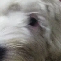 واگذاری سگ پاپی