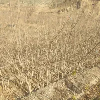 نهال توت هرات و شاتوت