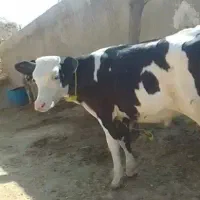 گوساله یا گاو نر