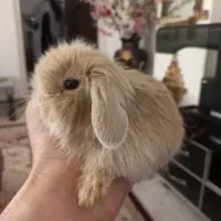 خرگوش لوپ پرتقالی اصیل