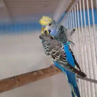 مرغ عشق پروانه ای