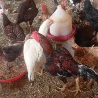 تخم مرغ نطفه دار گلین و لاری