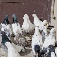 کبوتر دمبی|پرنده|میانه, |دیوار