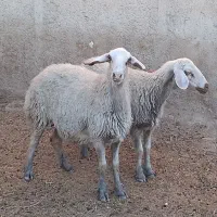 12 راس گوسفند جوان داشتی