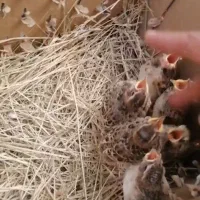 سهره زیر دهن سهره قناری..شیرازی