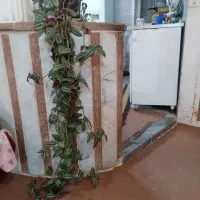 گل وگیاه طبیعی