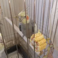 عروس هلندی سخنگو