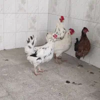 مرغ و خروس|حیوانات مزرعه|تهران, دهم فروردین|دیوار