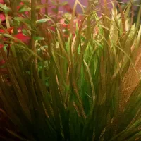 گیاه آکواریمی بلیکسا ژاپنیکا