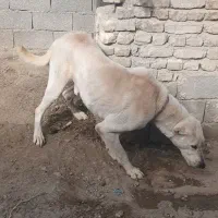 واگذاری سگ نگبانی سرابی|سگ|مشهد, سیسآباد|دیوار