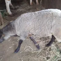 بره نر رومانف