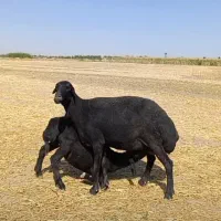 میش قزل افشار .بز سانن