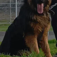 سگ ژرمن سالم و  ۸ماهه