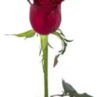 فروش مهرایران