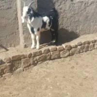 بز قاله نر