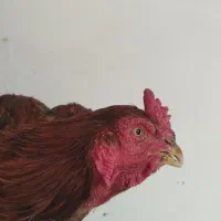 مرغ|حیوانات مزرعه|آران و بیدگل, |دیوار