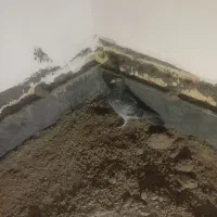 1550|پرنده|مشهد, علی آباد|دیوار