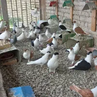 کفتر کبوتر افغانی