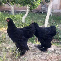 مرغ و خروس برهما