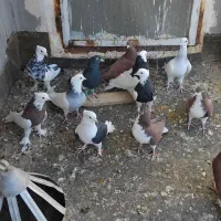 کفتر ساده سرخ طوقی زرد کرمانی پشت بال سیاه|پرنده|تربت‌حیدریه, بالا ولایت|دیوار