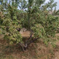 برای اطلاع از نهال موجود تماس بگیرید
