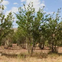 باغ انار بالش آباد