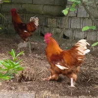 خروس پا پر برهما