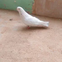 کبوتر|پرنده|بروجن, |دیوار