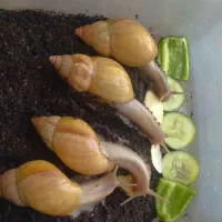 حلزون|خزنده|بوکان, |دیوار