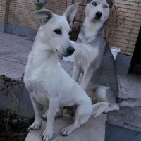 سگ هاسکی و پاکوتاه گمشده