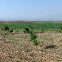 زمین کشاورزی قطره ای به مساحت ده جریب|فروش زمین و ملک کلنگی|چادگان, |دیوار