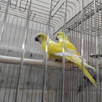 راهب تک جفت نر و ماده