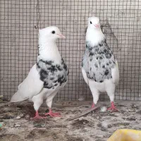 طوقی درجه یک کرمانشاهی