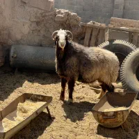 قوچ|حیوانات مزرعه|سیرجان, |دیوار