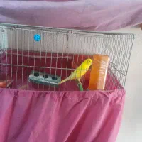 جفت قناری روتخم|پرنده|الوند, |دیوار