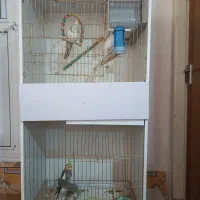 عروس هلندی|پرنده|ماکو, |دیوار