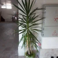 گل وگلدان|گل و گیاه طبیعی|نمین, |دیوار